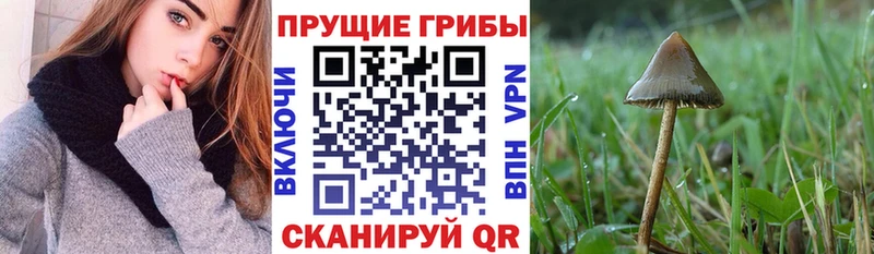 Купить  Переславль-Залесский  Псилоцибиновые грибы мухоморы 
